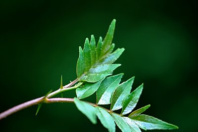 Zanthoxylum simulans - žlutodřev čínský - jarní výhonek s trny a listy